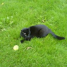 Blanding af racer misse (død nu :(   )