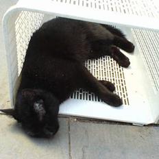 Blanding af racer misse (død nu :(   )