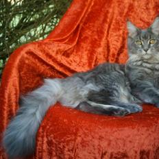 Maine Coon  Wicca shaicoona Caya