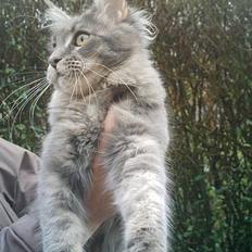 Maine Coon  Wicca shaicoona Caya