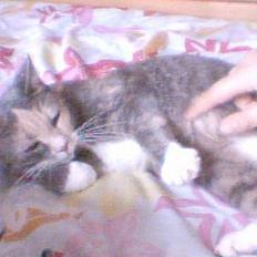 Blanding af racer Stine