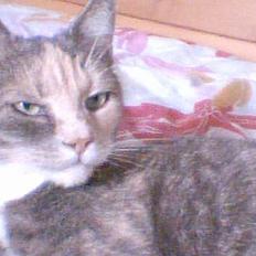 Blanding af racer Stine