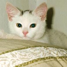 Huskat Samson R.I.P