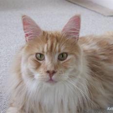 Maine Coon Sean Connery..Samie