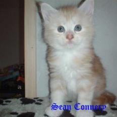 Maine Coon Sean Connery..Samie