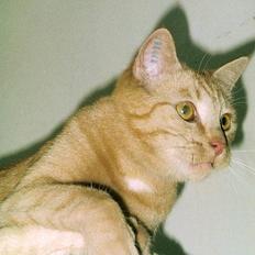 Huskat Tigerdyr R.I.P 2007