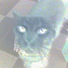 Huskat Tigerdyr R.I.P 2007