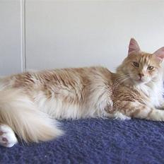 Maine Coon Sean Connery..Samie