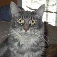 Maine Coon Frk. Tessa
