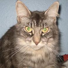 Maine Coon Frk. Tessa
