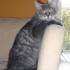 Maine Coon Frk. Tessa