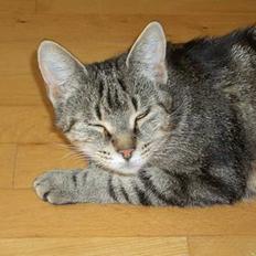 Blanding af racer Missemor