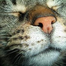 Blanding af racer Missemor