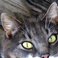 Blanding af racer Snoopi