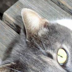 Blanding af racer Snoopi