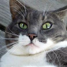 Blanding af racer Snoopi