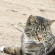 Blanding af racer Anna