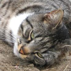 Blanding af racer Anna