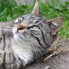 Blanding af racer Anna