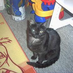 Huskat MISSEPIGE R.I.P <3<3<3