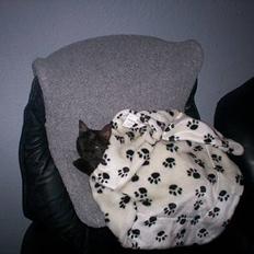 Huskat MISSEPIGE R.I.P <3<3<3