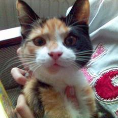 Blanding af racer Pjok