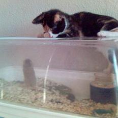 Blanding af racer Pjok