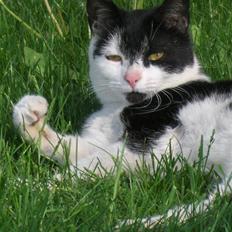 Blanding af racer lotte