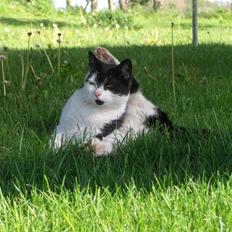 Blanding af racer lotte