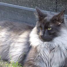 Norsk Skovkat Black Bull..Perle