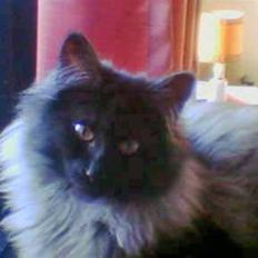 Norsk Skovkat Black Bull..Perle