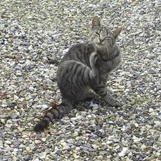 Blanding af racer Lille Mis (missemor)