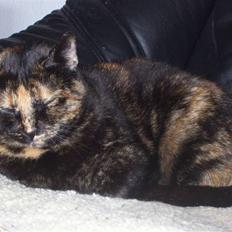 Huskat Freja - "prinsesse" (Død og savnet.)