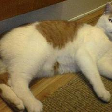 Huskat Bølle (ejerskifte)