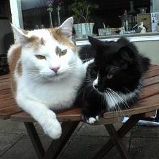 Huskat Bølle (ejerskifte)