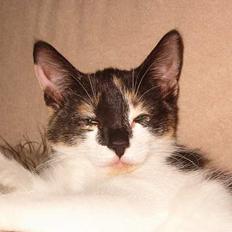 Huskat Bingo Banko (aflivet)