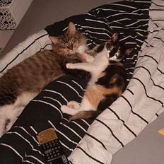 Huskat Bingo Banko (aflivet)