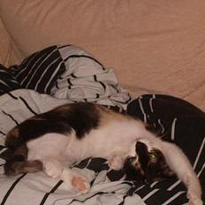 Huskat Bingo Banko (aflivet)