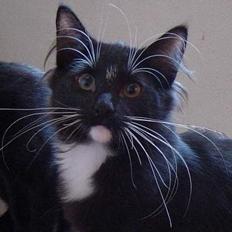 Norsk Skovkat Memfis - død 20/8-2015  født 12/5-