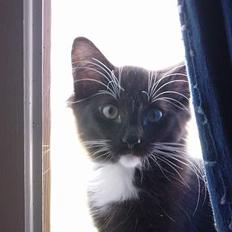 Norsk Skovkat Memfis - død 20/8-2015  født 12/5-