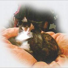 Norsk Skovkat Duchess