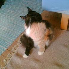 Norsk Skovkat Duchess