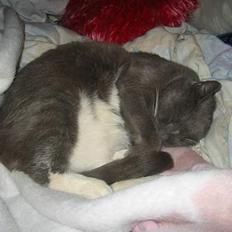 Huskat Fister *R.I.P*