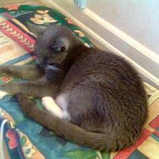 Huskat Fister *R.I.P*