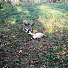 Huskat Fister *R.I.P*