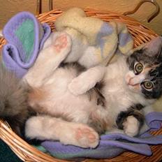 Blanding af racer Kida