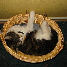 Blanding af racer Kida