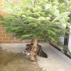 Blanding af racer Kida