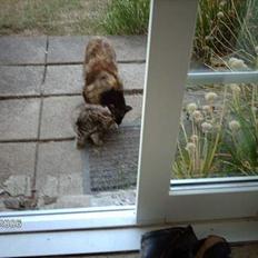 Huskat mimsemor(missemor)