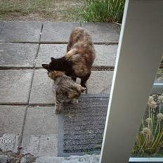 Huskat mimsemor(missemor)